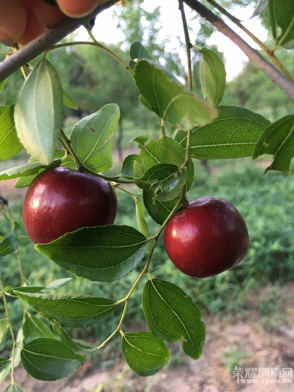 ժˮ�桢����� |�����Ի|8��25��27������ũ��ˮ��| ���в�ժ����ũ�ҹ��������Σ�