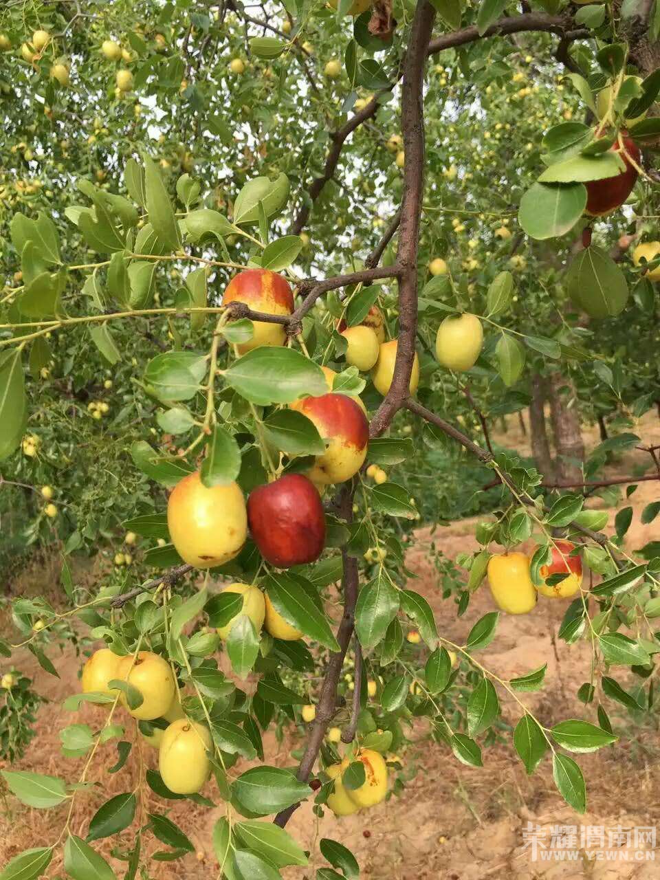 ժˮ�桢����� |�����Ի|8��25��27������ũ��ˮ��| ���в�ժ����ũ�ҹ��������Σ�