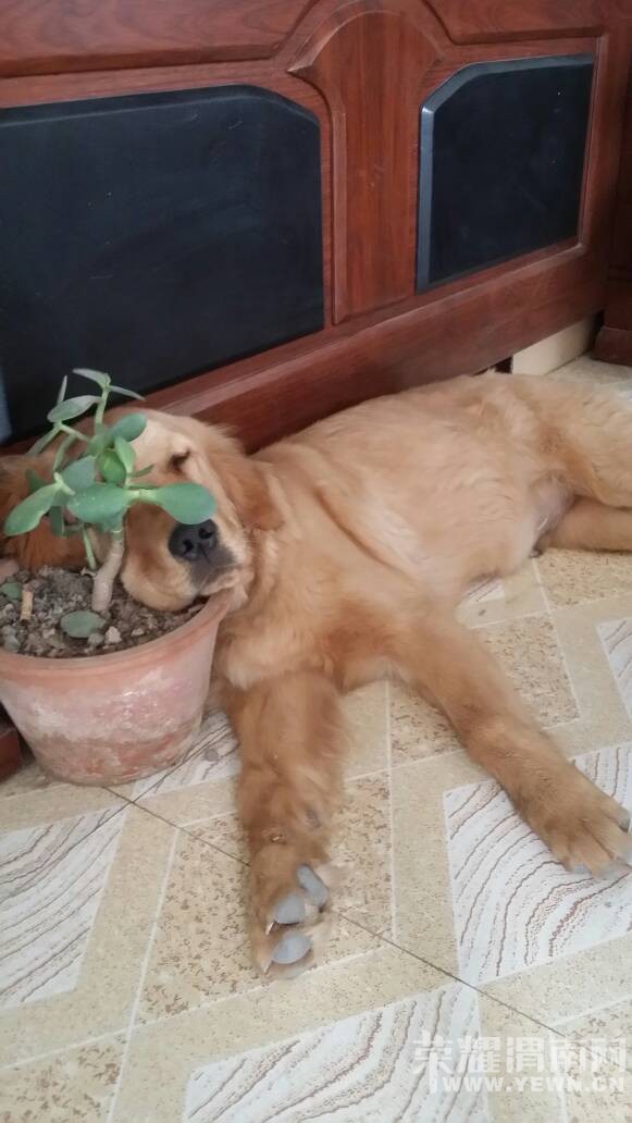 ���˹��������ӡ��ھ������ֲ��г��ԱߵĴ󼪴��߶������������