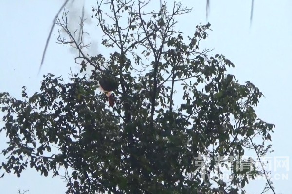 ���������䡰���ס�����  μ���������������𡱳�����