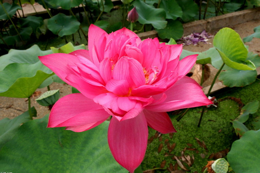 �����ĺ�    ����C101�ֻ�����