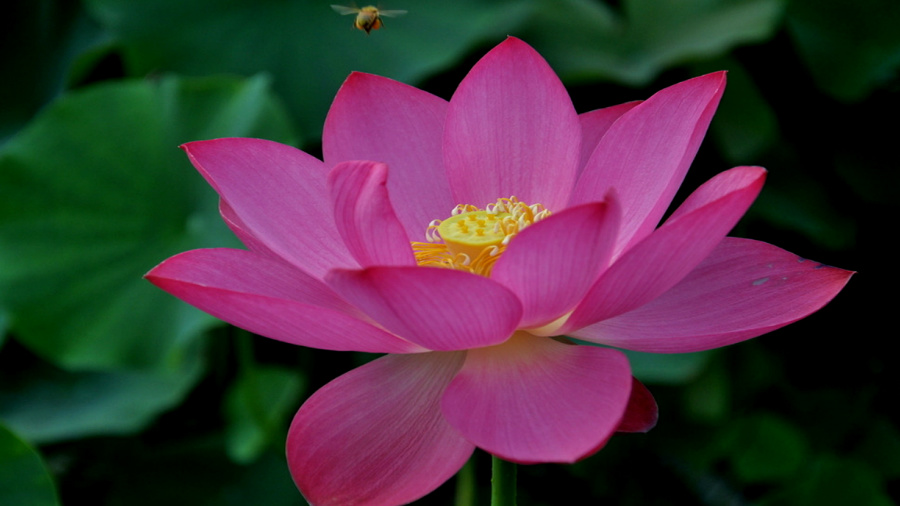 �����ĺ�    ����C101�ֻ�����