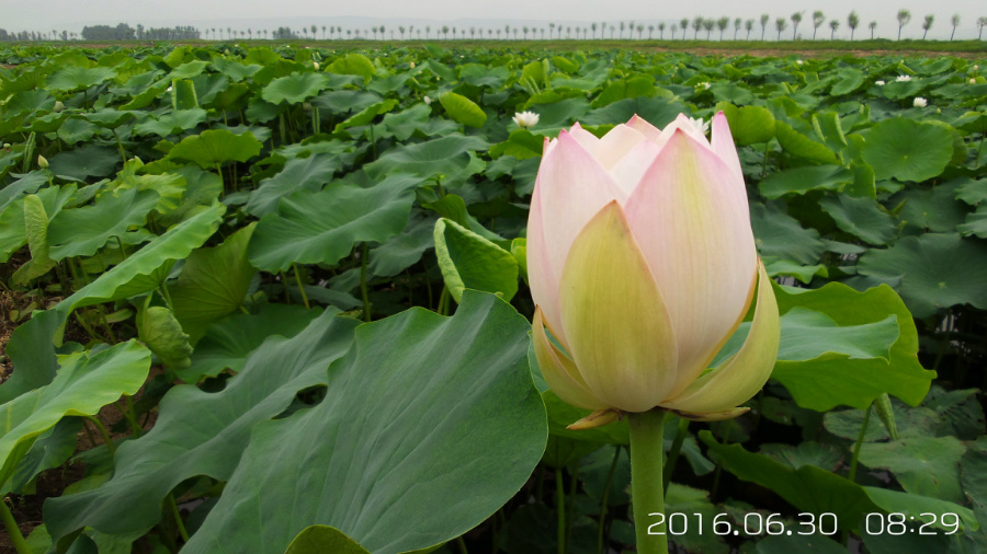 �����ĺ�    ����C101�ֻ�����