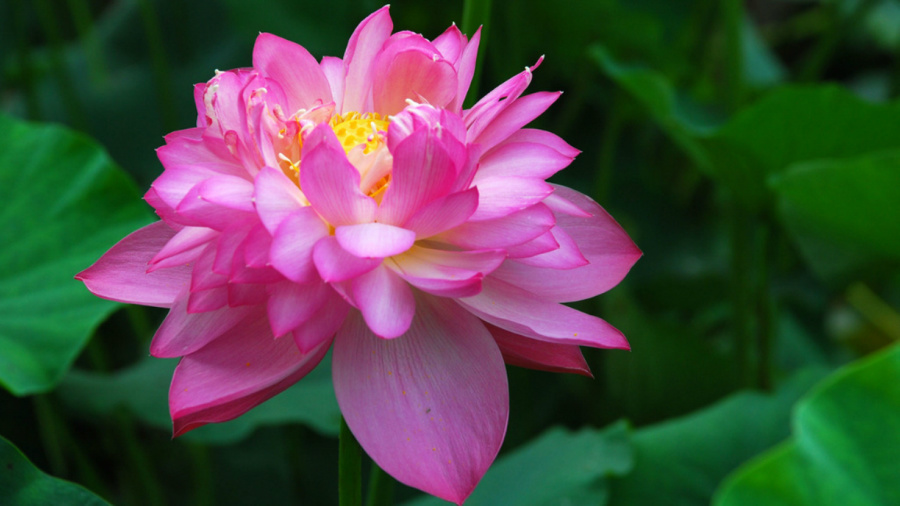 �����ĺ�    ����C101�ֻ�����