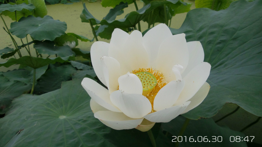 �����ĺ�    ����C101�ֻ�����