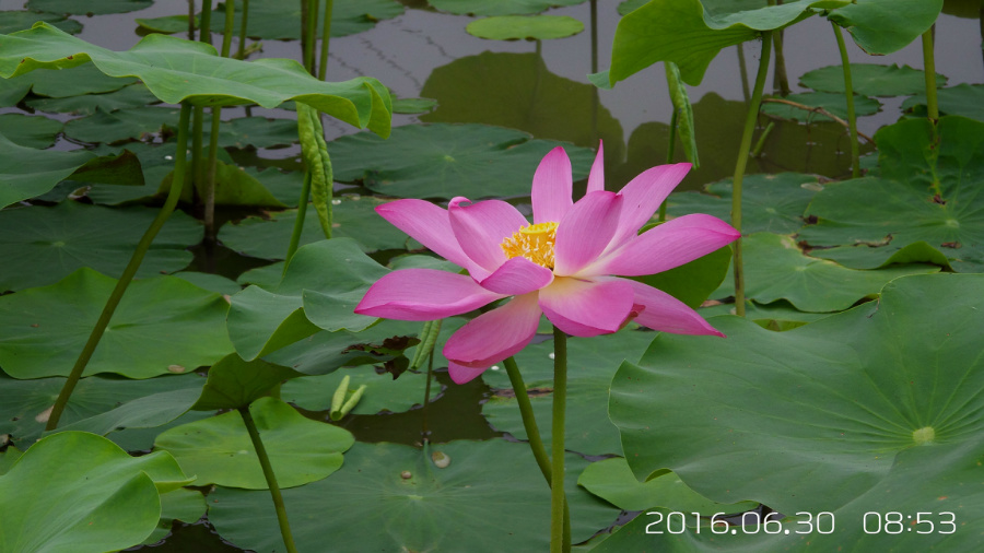 �����ĺ�    ����C101�ֻ�����