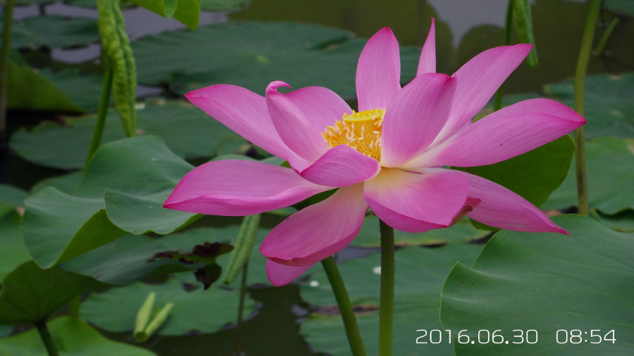 �����ĺ�    ����C101�ֻ�����