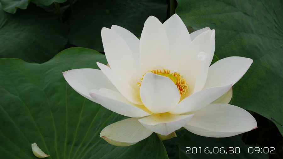 �����ĺ�    ����C101�ֻ�����