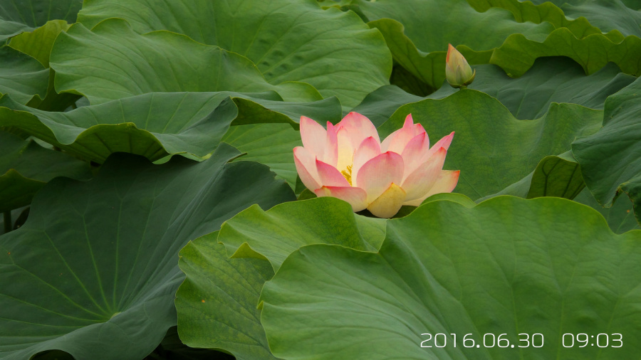 �����ĺ�    ����C101�ֻ�����