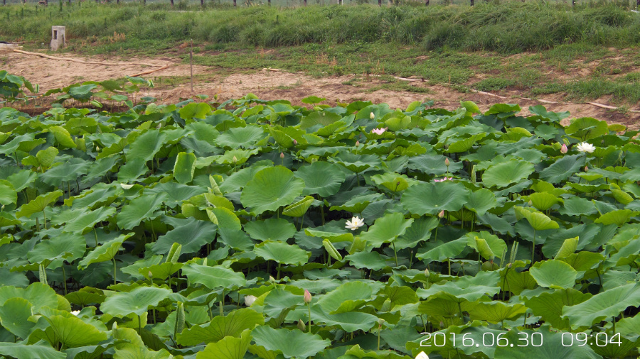 �����ĺ�    ����C101�ֻ�����