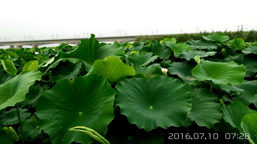 �����ĺ�    ����C101�ֻ�����