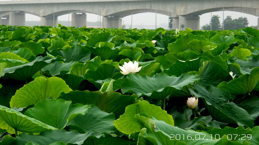 �����ĺ�    ����C101�ֻ�����