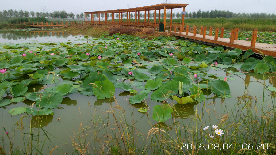 �����ĺ�    ����C101�ֻ�����