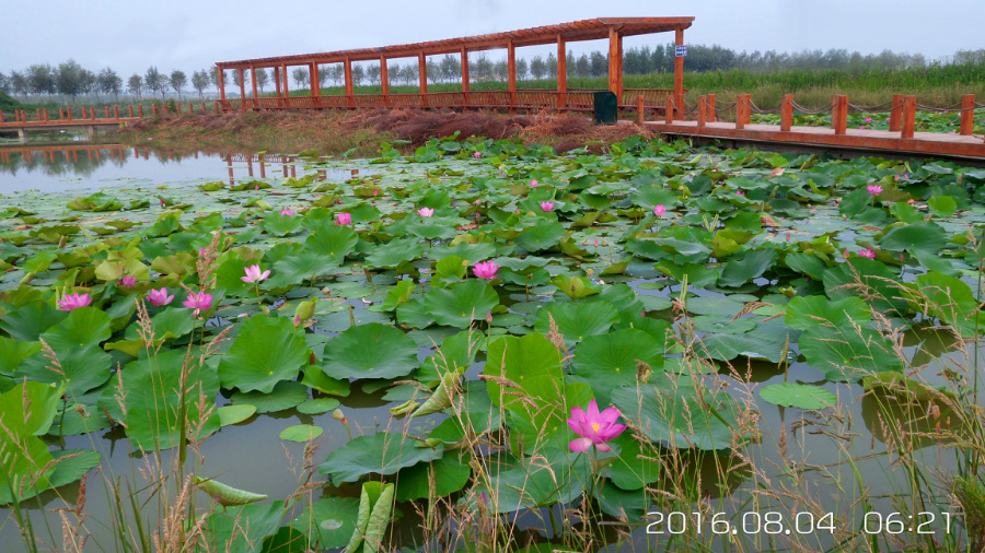 �����ĺ�    ����C101�ֻ�����