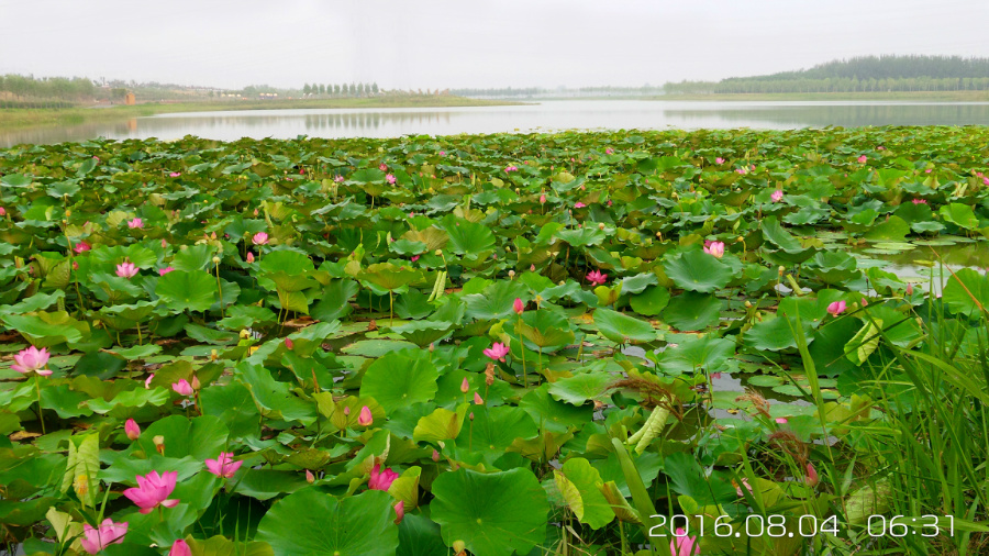 �����ĺ�    ����C101�ֻ�����