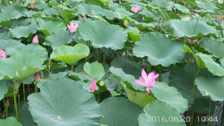 �����ĺ�    ����C101�ֻ�����