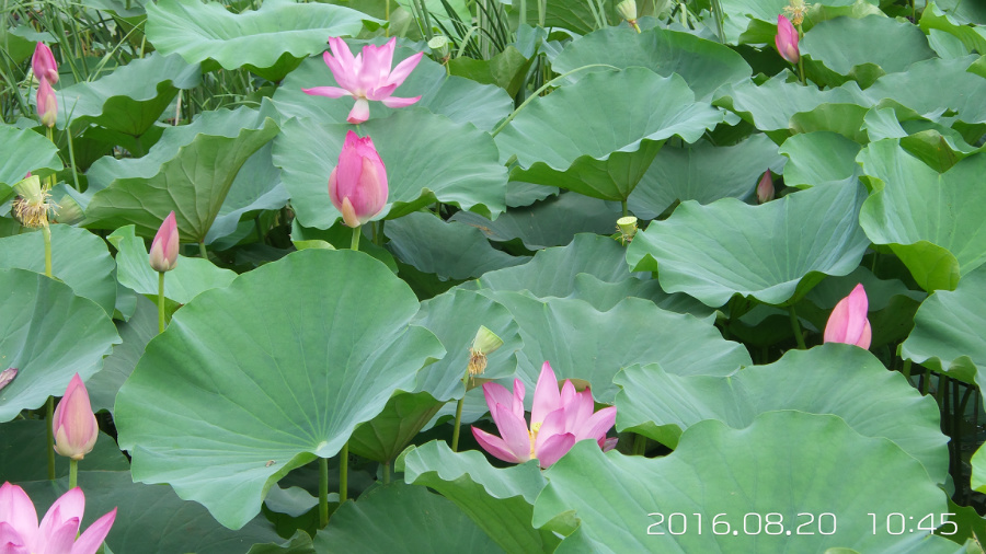 �����ĺ�    ����C101�ֻ�����