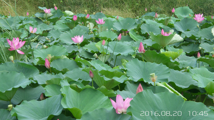 �����ĺ�    ����C101�ֻ�����