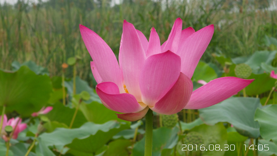 �����ĺ�    ����C101�ֻ�����