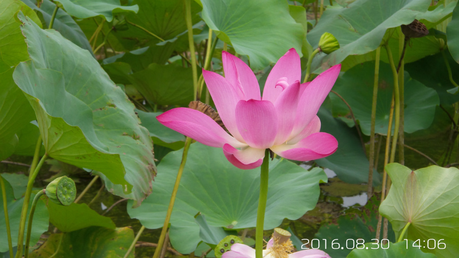 �����ĺ�    ����C101�ֻ�����