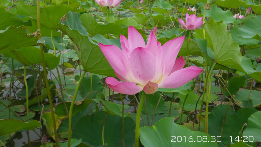 �����ĺ�    ����C101�ֻ�����