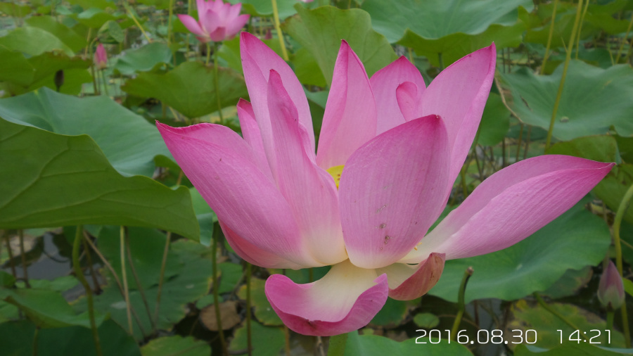 �����ĺ�    ����C101�ֻ�����