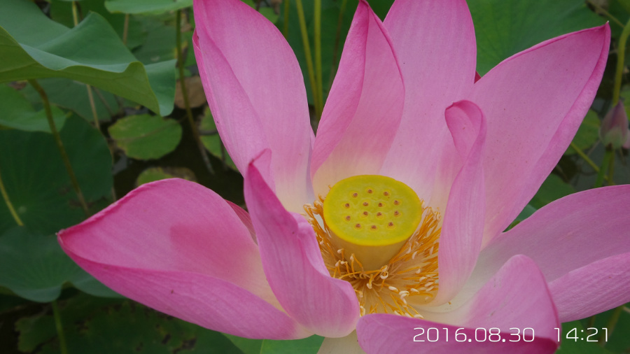 �����ĺ�    ����C101�ֻ�����