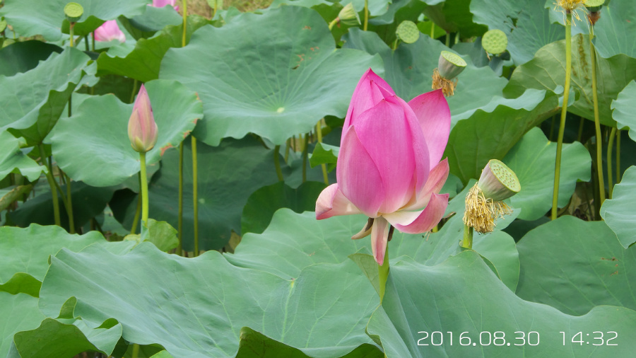 �����ĺ�    ����C101�ֻ�����