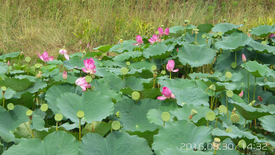 �����ĺ�    ����C101�ֻ�����