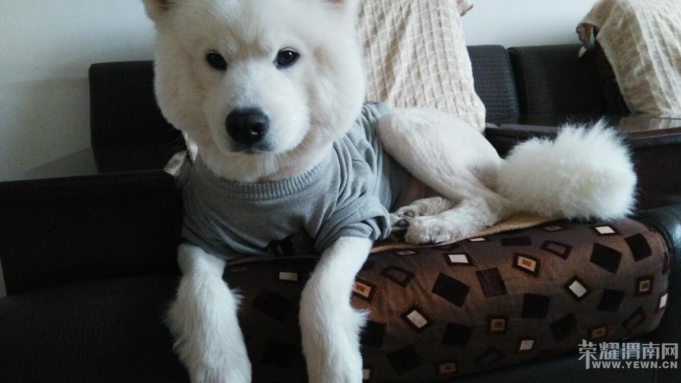 9��6����9��������·�⻪С�������߶���Ȯ ϣ�������˰�æѰ��