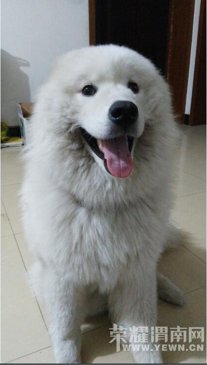 9��6����9��������·�⻪С�������߶���Ȯ ϣ�������˰�æѰ��