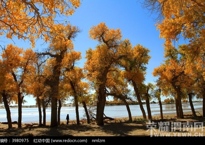 ���ŷ����顿����ɺ����־������������