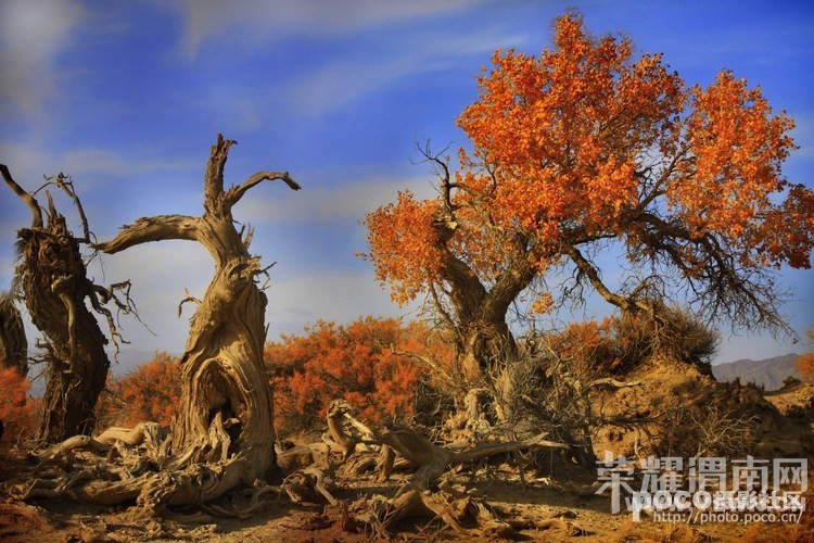 ���ŷ����顿����ɺ����־������������