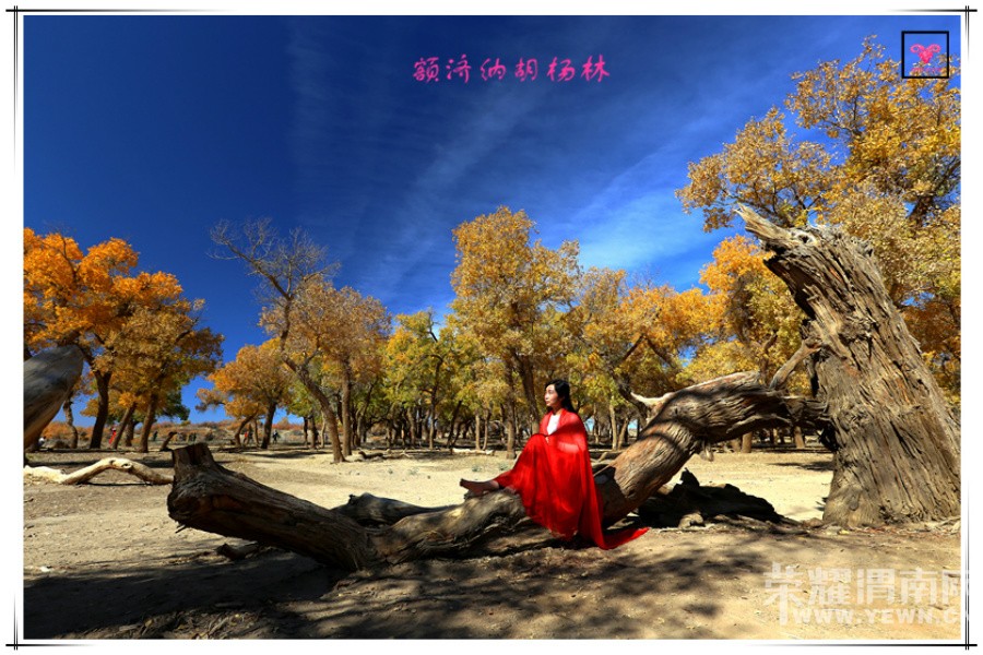 ���ŷ����顿����ɺ����־������������