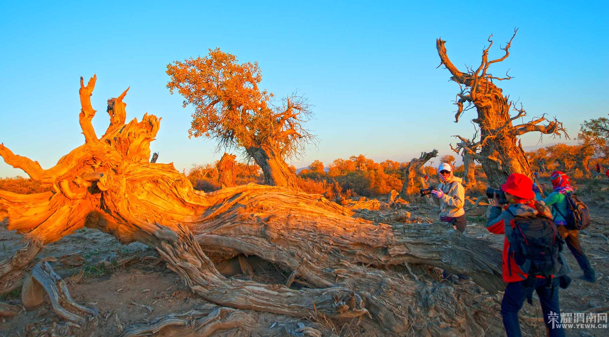 ���ŷ����顿����ɺ����־������������