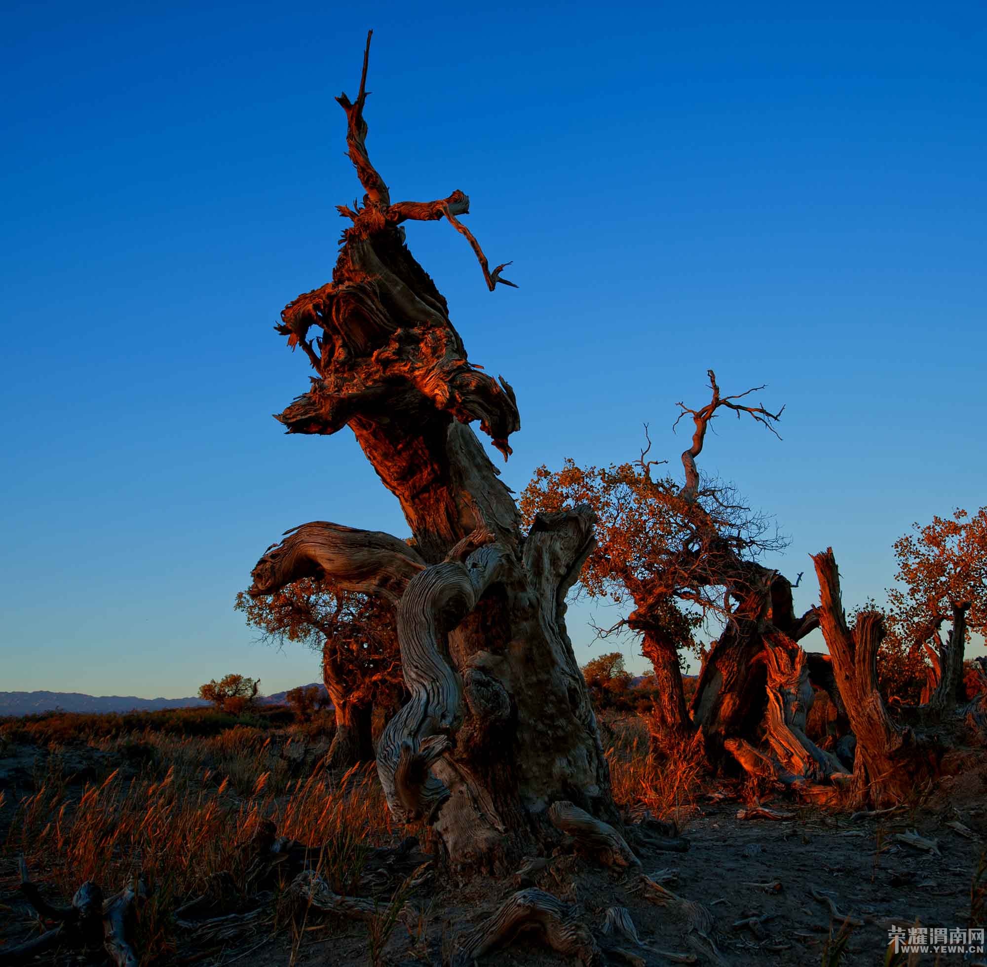 ���ŷ����顿����ɺ����־������������