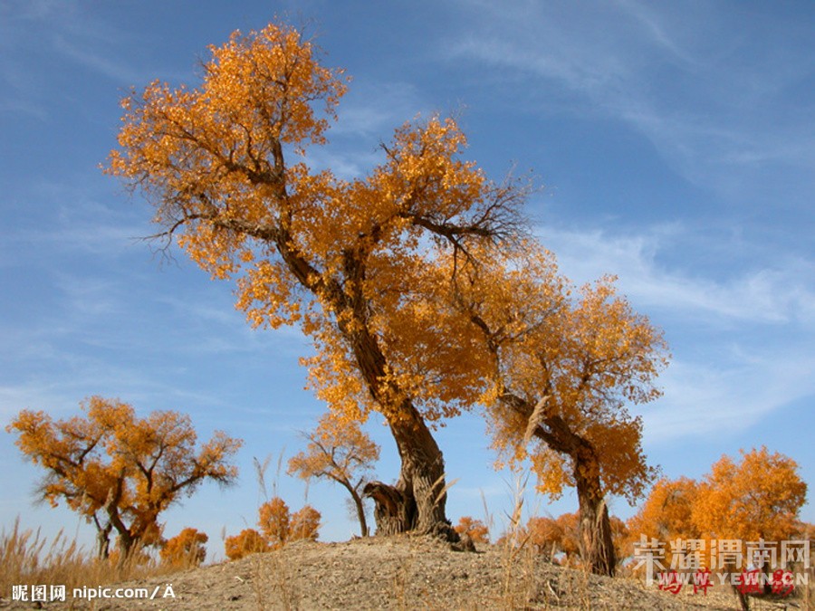 ���ŷ����顿����ɺ����־������������