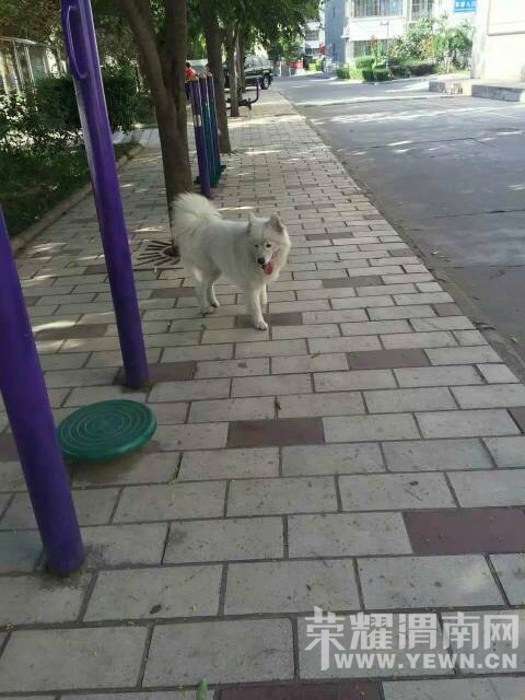 ����·��һֻ��Ħ��˭�ҹ������죡