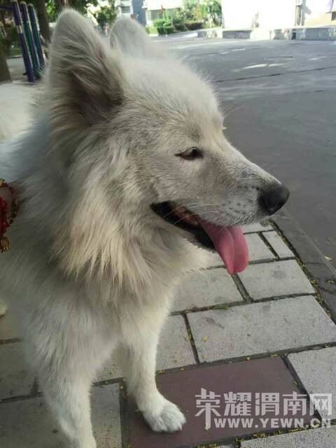 ����·��һֻ��Ħ��˭�ҹ������죡