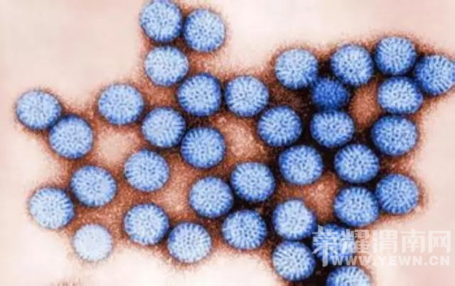 Ӫ��ʦ�������＾��к��Ż�¡�������Ҫ�����״������Ⱦ