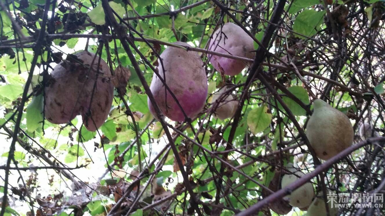 ����һ�ģ���������Ұ����˭�Թ���