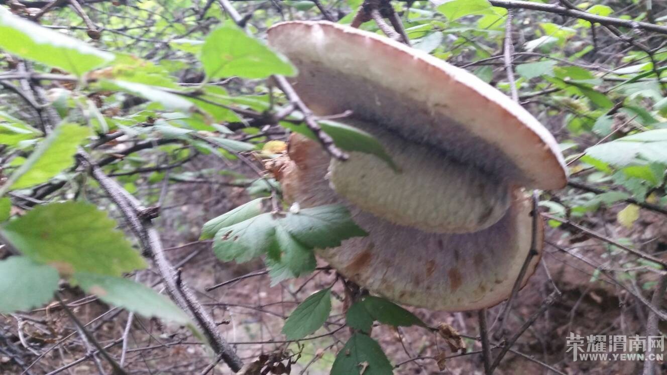 ����һ�ģ���������Ұ����˭�Թ���