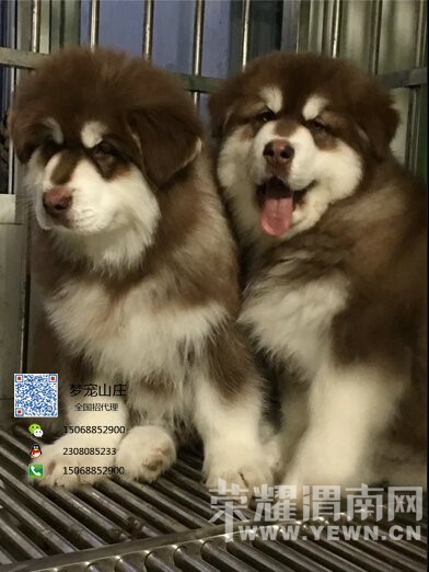 ���Ͱ���˹����Ȯ���� ��ɫ��ɫ�ڰ״��ְ���˹��С��