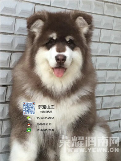 ���Ͱ���˹����Ȯ���� ��ɫ��ɫ�ڰ״��ְ���˹��С��