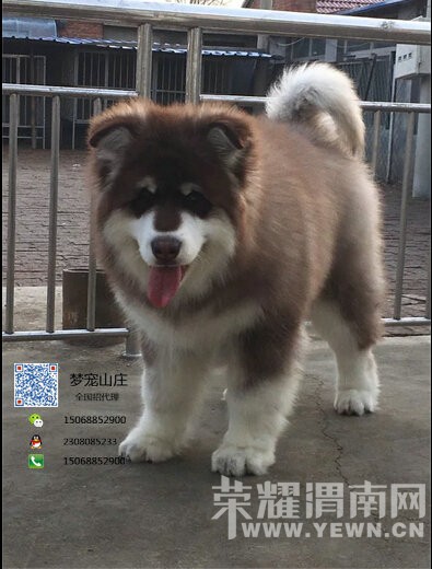 ���Ͱ���˹����Ȯ���� ��ɫ��ɫ�ڰ״��ְ���˹��С��