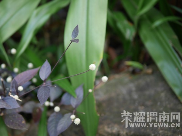 �����Ŷ��˶�ʵ�һ�����У��Ȼ�������