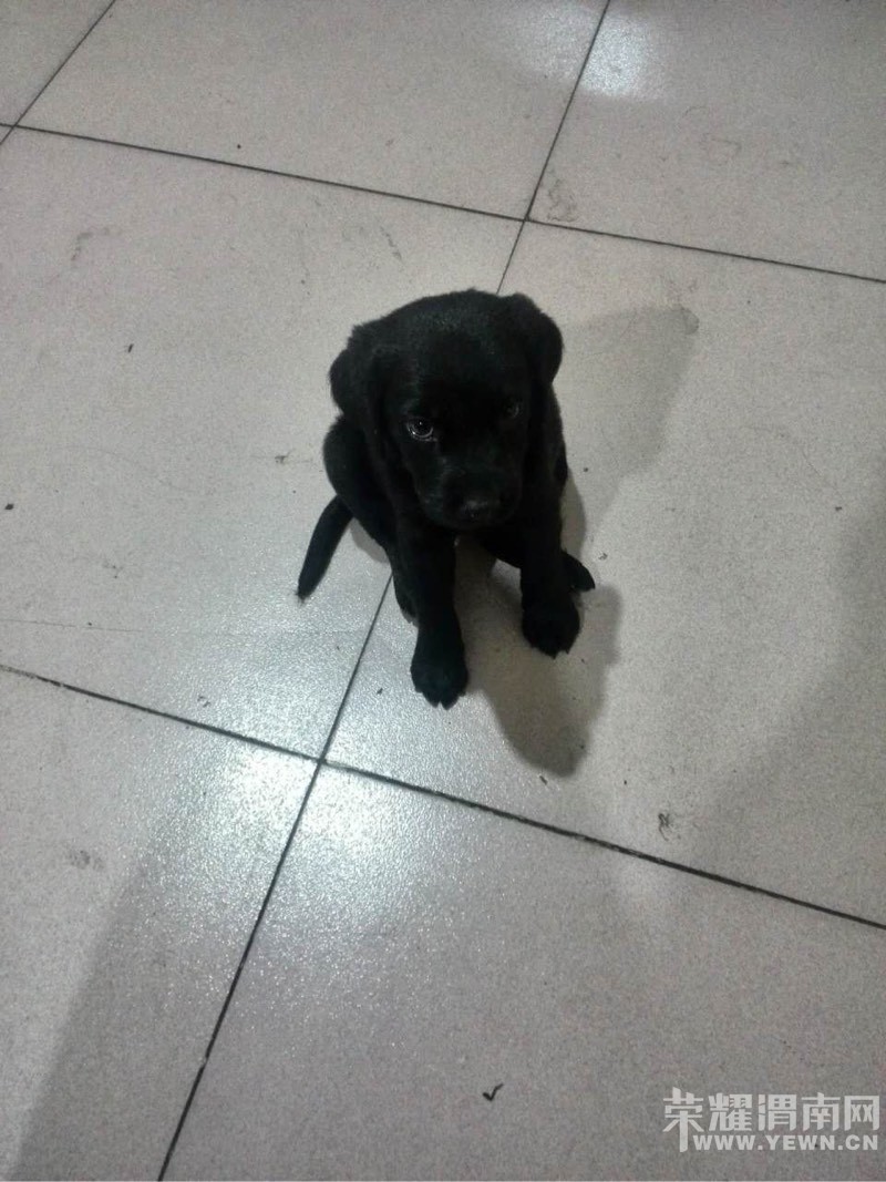 Ѱ�Һ�ɫ��������Ȯ��