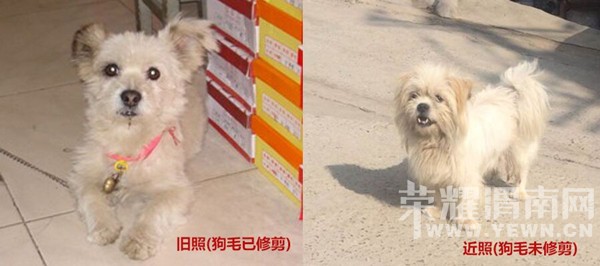 ·���������ˣ����æ��������ֻ����ͬһֻ�𣿣��������