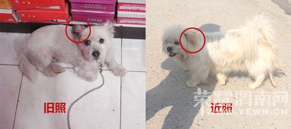 ·���������ˣ����æ��������ֻ����ͬһֻ�𣿣��������