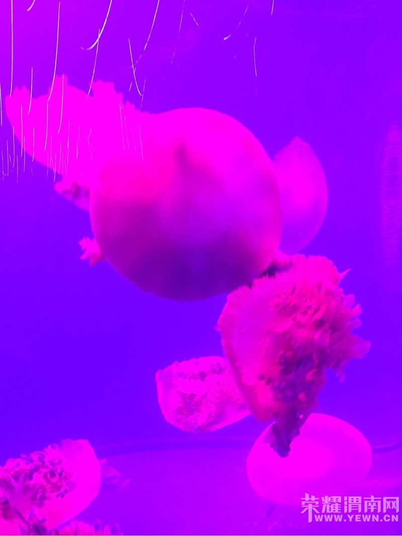 ������ȥ���޻�ʢ��ˮĸ��������ĺܿ���!�������пտ��Դ�����ȥ������